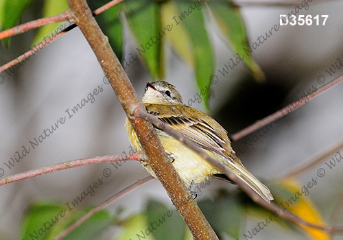 Planalto Tyrannulet (Phyllomyias fasciatus)